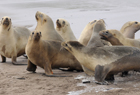 102009 New Zealand Sea Lion Phocarctos hookeri.jpg